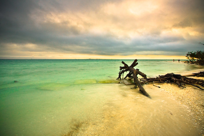 Weathered driftwood at the edge of pale turquoise water beneath a cloudy sky